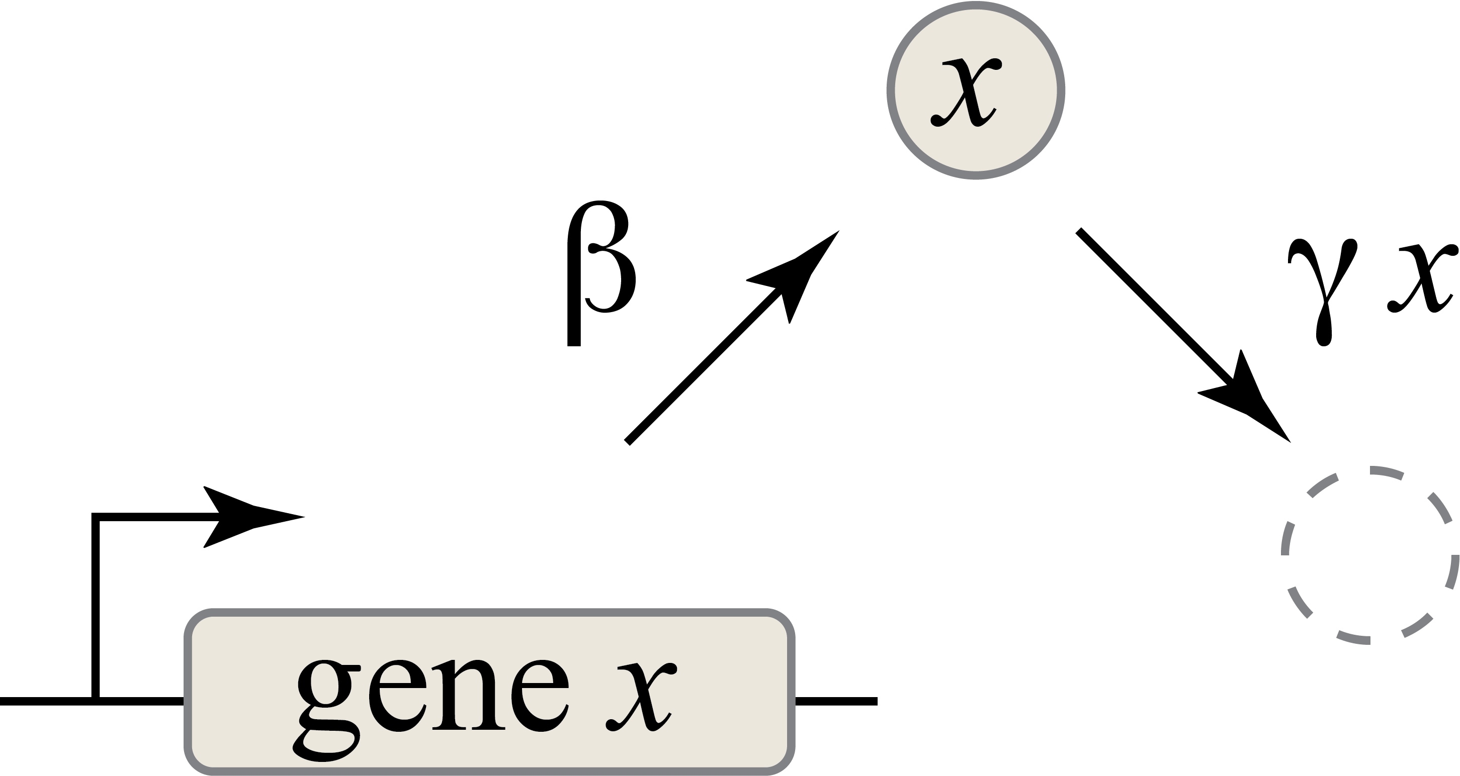 A diagram of the simplest possible circuit, with one gene coding for one protein.