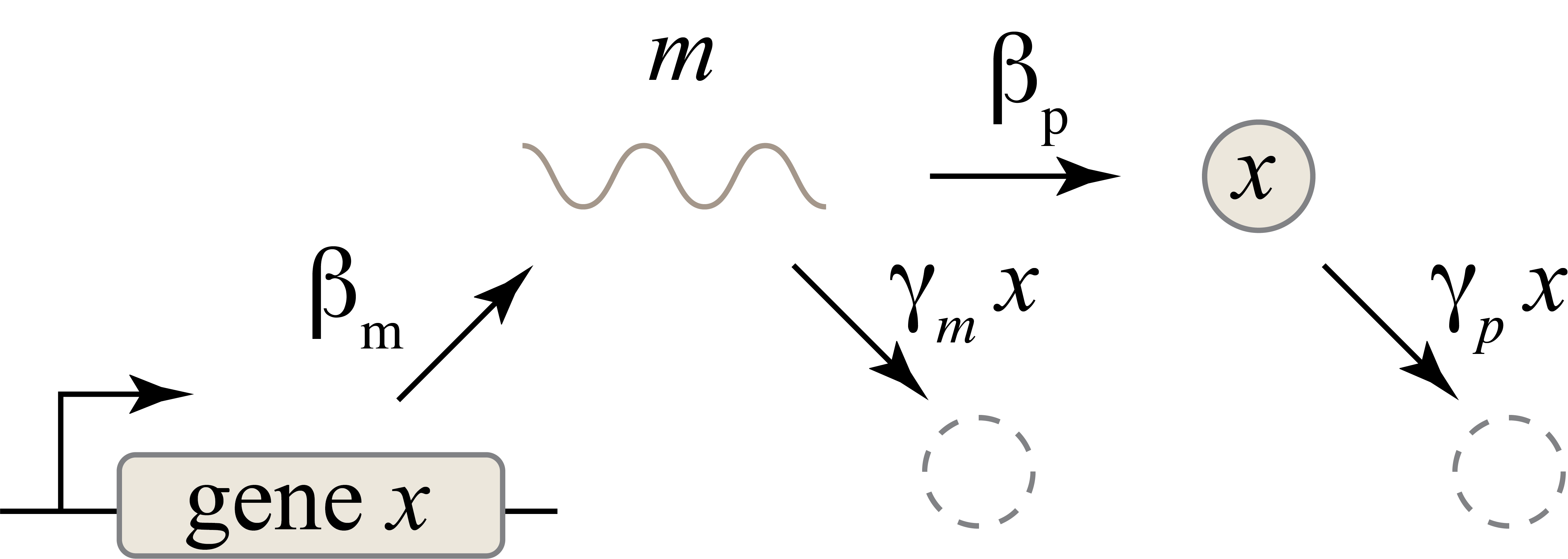 The simplest circuit, now considering both transcription and translation, with mRNA (m) being produced and reduced.